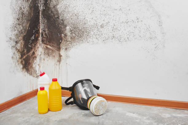 Best Residential Mold Removal  in Van Vleck, TX