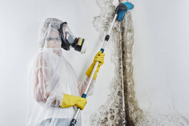 Best Black Mold Removal  in Van Vleck, TX