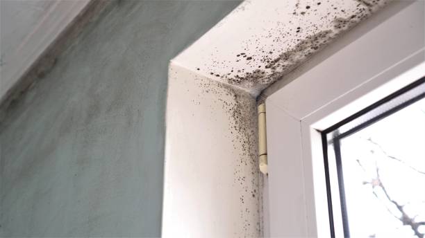 Best Mold Removal Process  in Van Vleck, TX