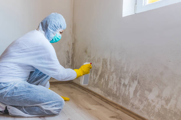 Best Toxic Mold Removal  in Van Vleck, TX