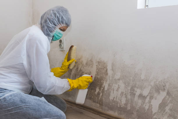 Home Mold Removal in Van Vleck, TX