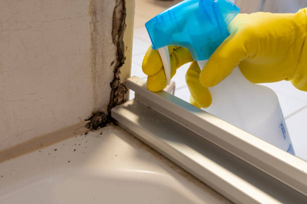 Best Commercial Mold Removal  in Van Vleck, TX