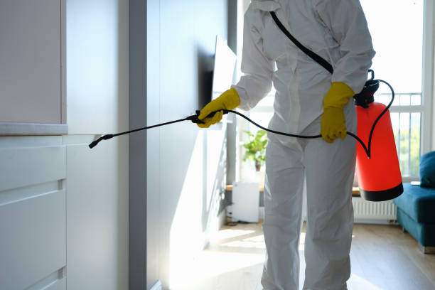 Attic Mold Removal in Van Vleck, TX