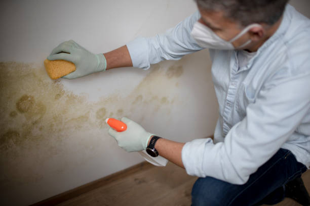  Van Vleck, TX Mold Removal Pros