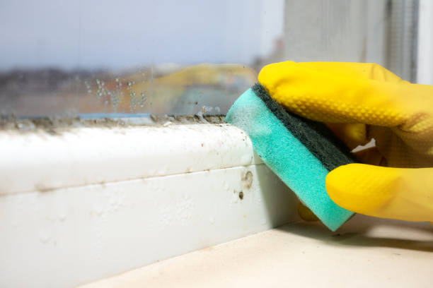 Best Water Damage Restoration  in Van Vleck, TX