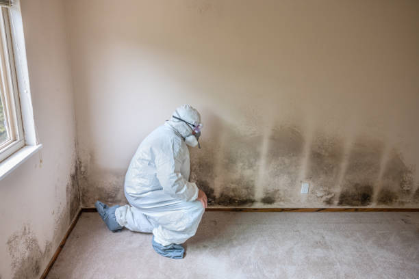 Best Toxic Mold Removal  in Van Vleck, TX