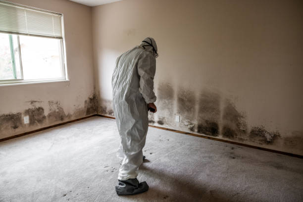 Best Commercial Mold Removal  in Van Vleck, TX