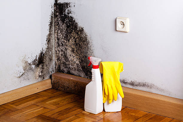 Best Attic Mold Removal  in Van Vleck, TX