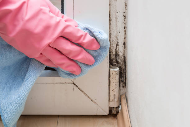 Mold Removal Process in Van Vleck, TX