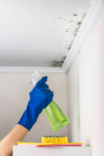 Best Toxic Mold Removal  in Van Vleck, TX