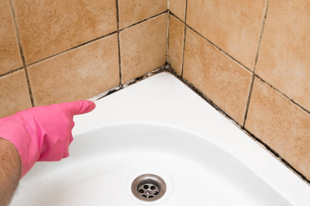 Best Emergency Mold Removal  in Van Vleck, TX